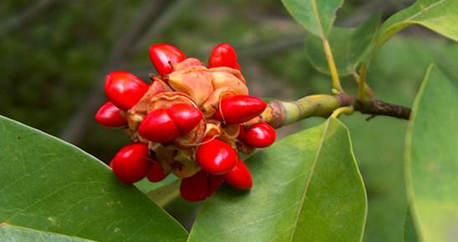 Evergreen Sweetbay magnoliajpg